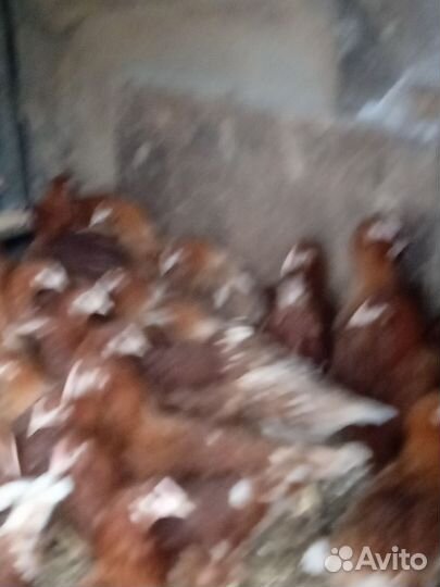 Куры несушки молодки