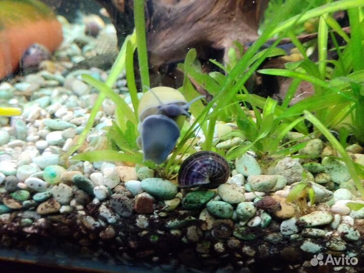 Улитки аквариумные ампулярии