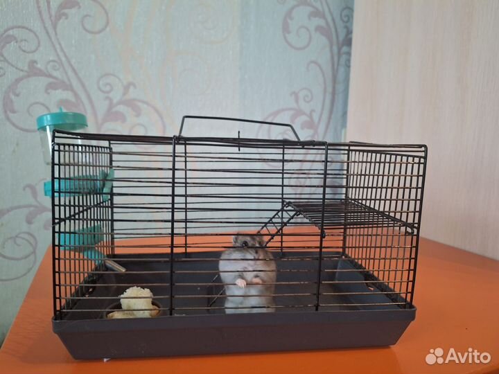 Джунгарский хомяк