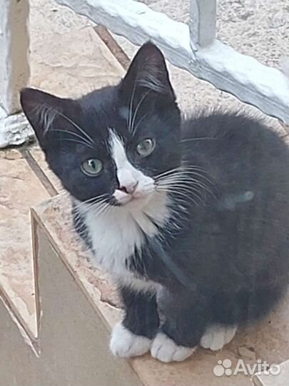 Котята в добрые руки бесплатно