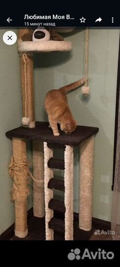 Домик для кота кошки