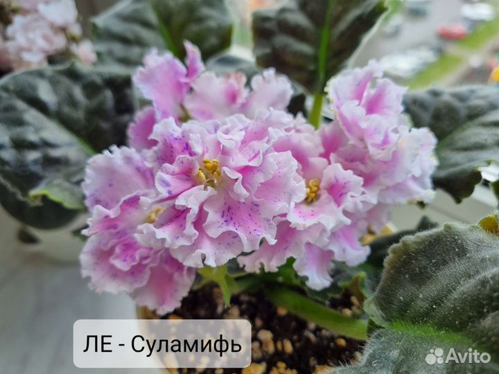 Фиалки, черенки на срез