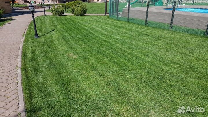 Газон Краснокаменский оптом и в розницу