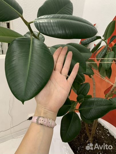 Фикус эластика