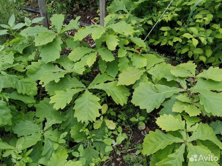 Саженцы дуба