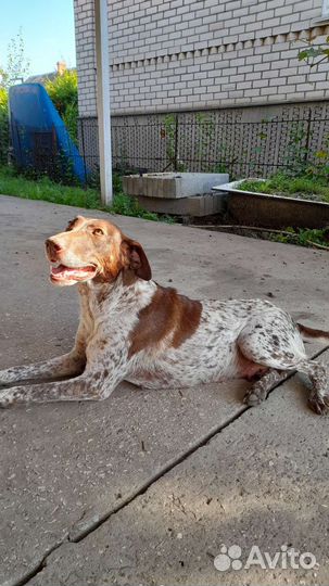 Щенки курцхаара