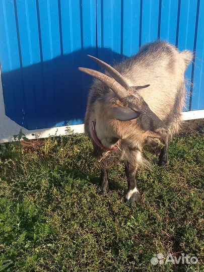 Коза дойная