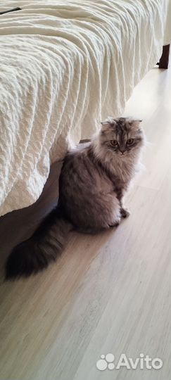 Кошки вислоухие