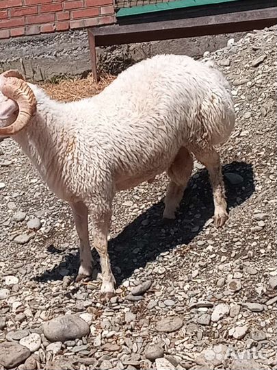 Бараны и бычки