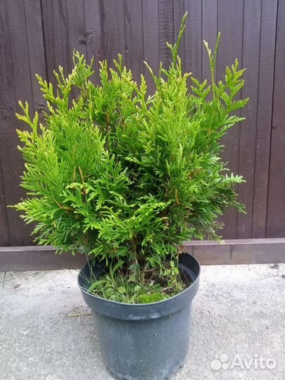 Туи Янтарная, Курник (корник), эрикойдес