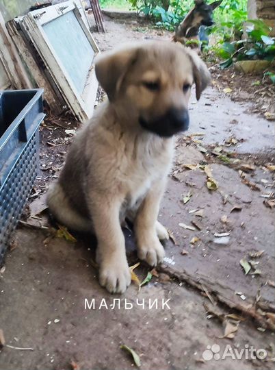 Щенки в добрые руки
