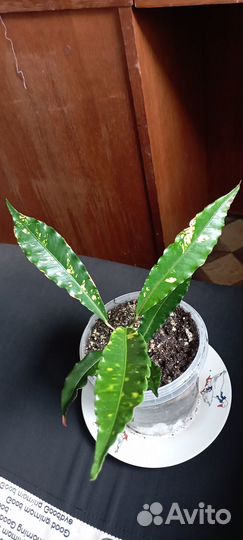 Кротоны : Корка пирога. Батик.Королева Виктория