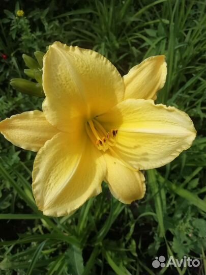 Лилейники луковицы