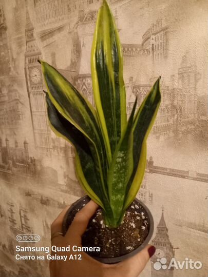 Сансевиерия сортовая