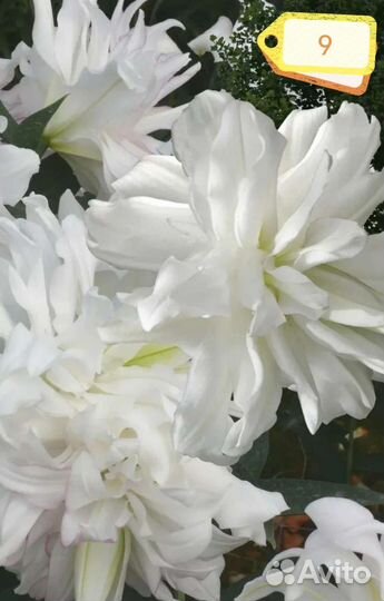 Лилия цветок как лотос луковицы