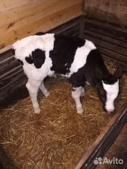 Бычки и быки