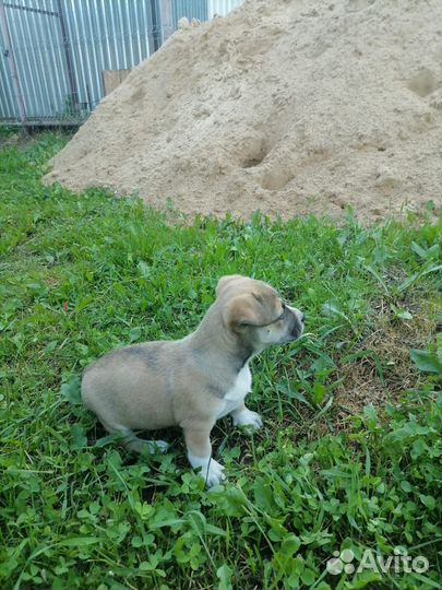 Щенок стаффорда