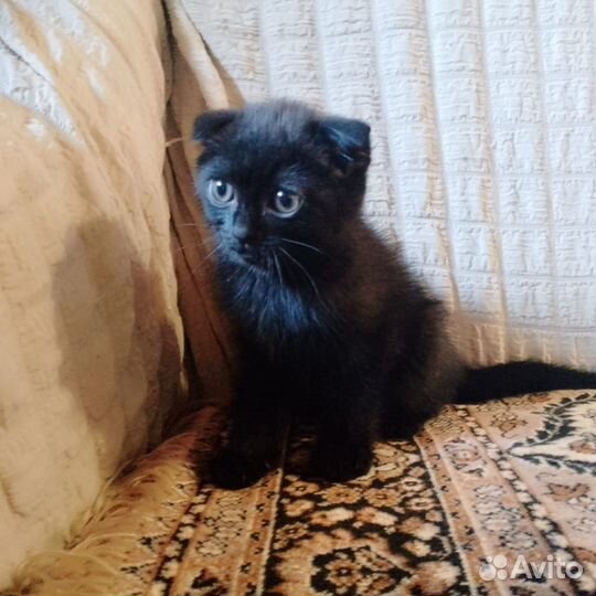 Котята отдам в добрые руки бесплатно