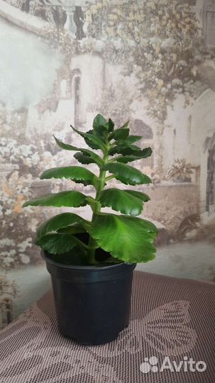 Каланхоэ цветущий