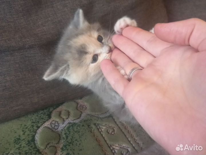 Британские котята