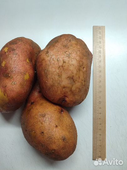 Семенной картофель 