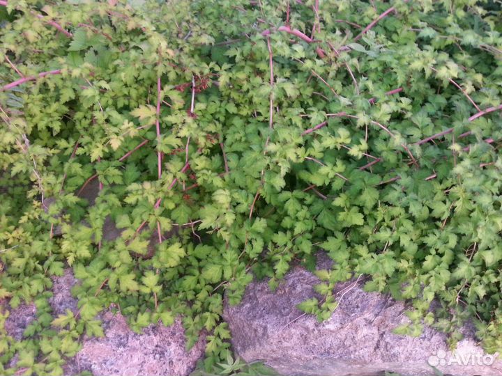 Стефанандра Криспа