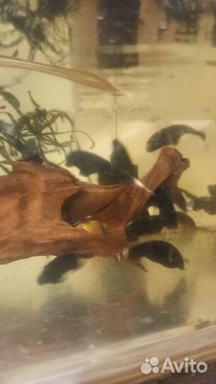 Аквариумные рыбки