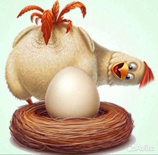 Мясо кур бройлеров, яйцо домашнее