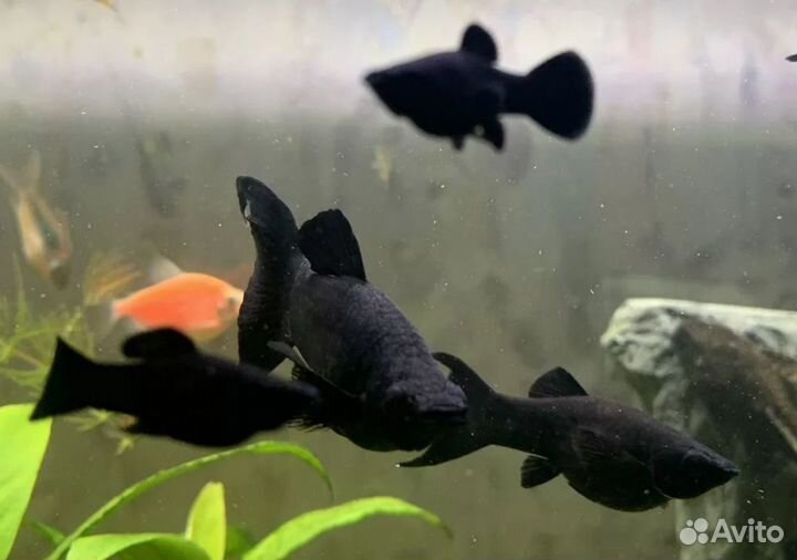 Моллинезия лира