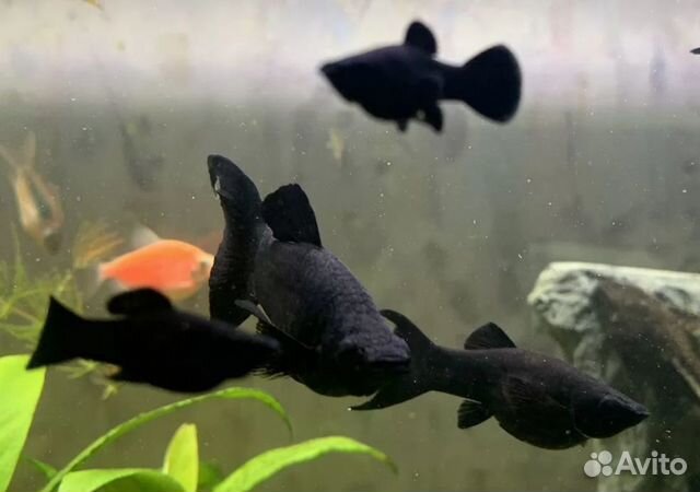 Моллинезия лира