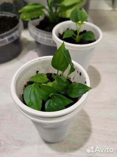 Спатифиллум (женское счастье)