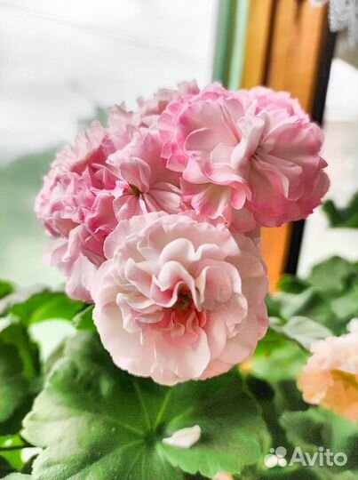 Пеларгония герань Ю-Менуэт