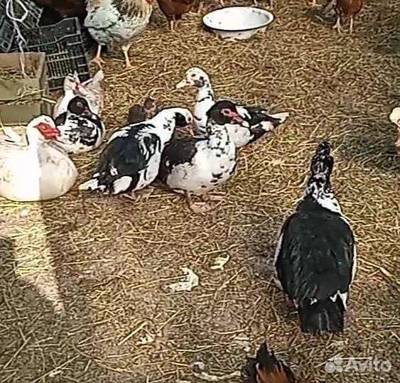 Инкубационное яйцо утки, гуся