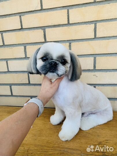 Груминг собак и кошек