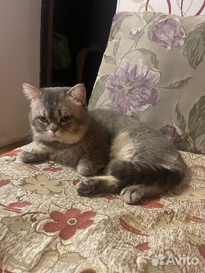 Британский кот на вязку