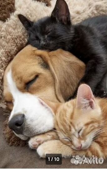 Ветеринарный врач на дом