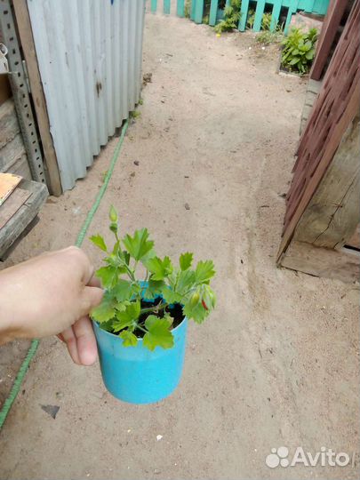 Комнатные цветы