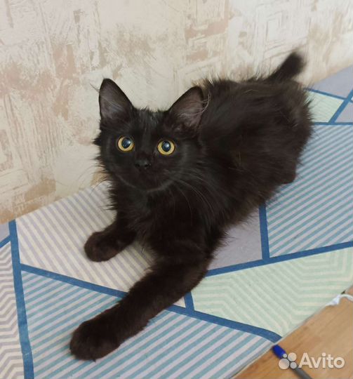 Томас ищет семью