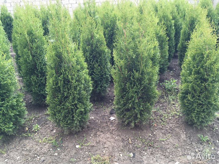 Туя Западная 1,85 м оптом из питомника Доставка