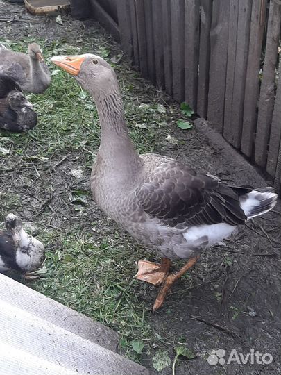 Гуси домашние