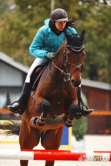 Конкурная лошадь