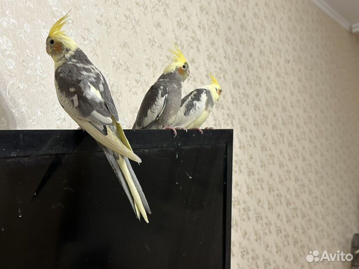 Попугай корелла