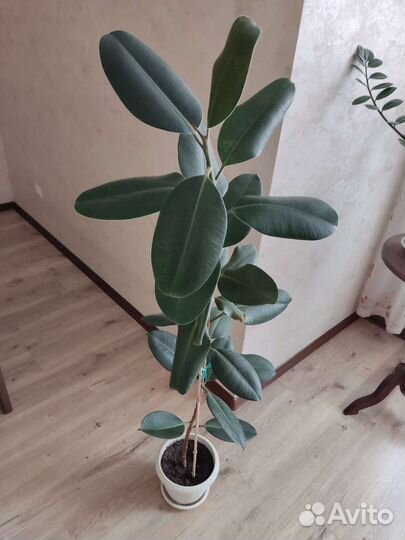 Фикус каучуконосный