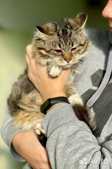 Отдам в добрые руки