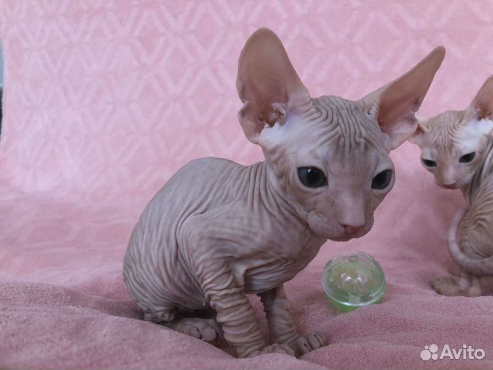 Котята Донской сфинкс