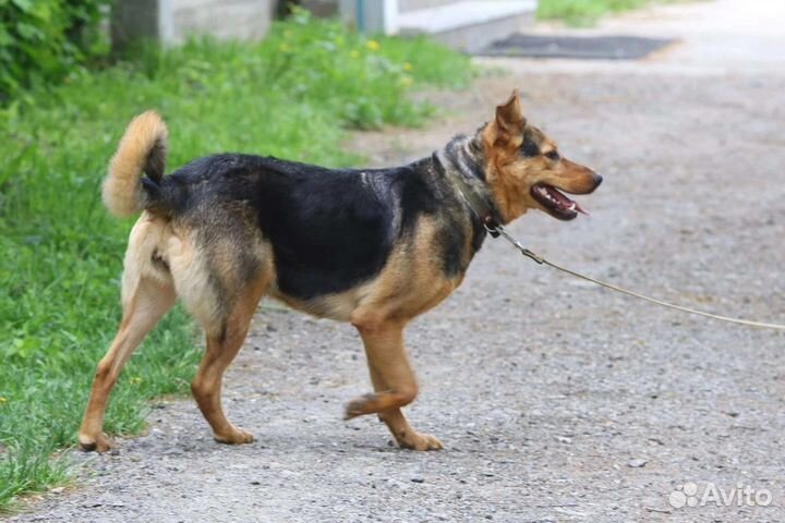 Умница Герда, стерилизована