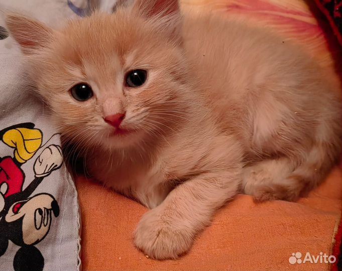 Котята в добрые руки