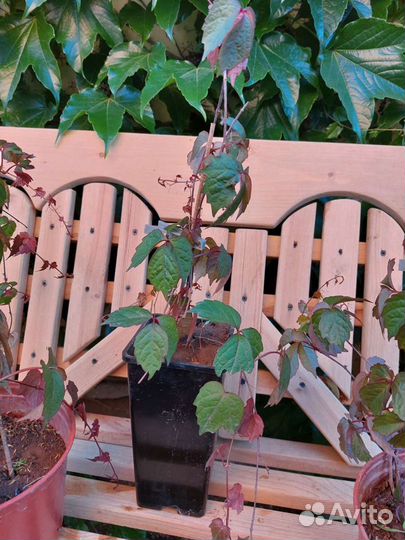 Дикий виноград