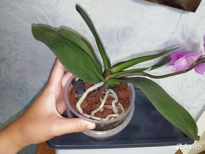 Орхидея фаленопсис