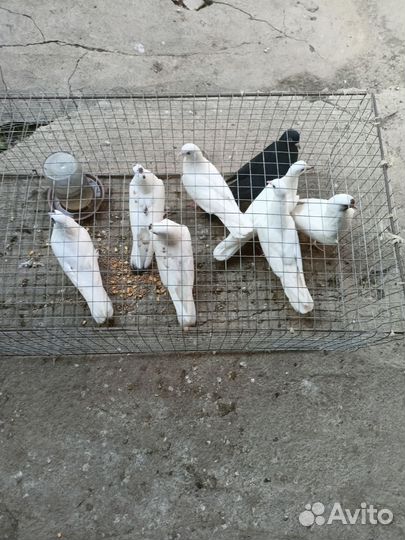 Голуби